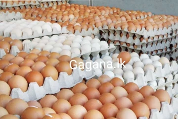 අද සිට බිත්තරයක නව මිල මෙන්න.. බිත්තර කන අයට දැනුම්දීමක්..