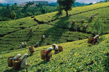 நாளையுடன் நிறைவடையும் மலையக எழுச்சிப் பயணம்: பொதுமக்களுக்கு அழைப்பு -செய்திகளின் தொகுப்பு