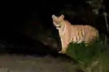 கதிர்காமம் வீதியில் புலிகளின் நடமாட்டம்!