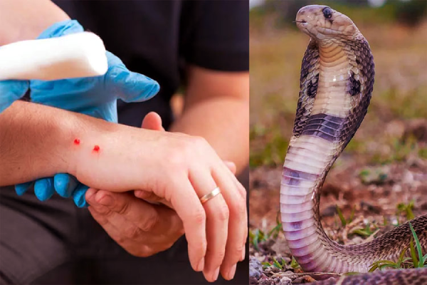 பாம்பு பிடி வீரனின் தவறான செயல் - கடைசியில் உயிரிழந்த பரிதாபம் | Cobra Snake Catcher Dies Man Viral Video