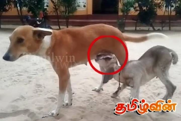 ஆட்டுக்குட்டிக்கு பாசத்துடன் பாலூட்டும் நாய்: யாழில் நெகிழ்ச்சி சம்பவம்