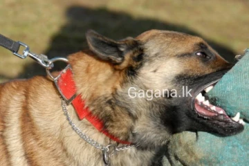 සුනඛයෙකු විසින් සත් හැවිරිදි දරුවෙකු සපා කාලා....