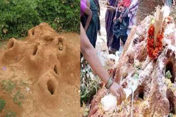 பாம்பு புற்றில் பால் ஊற்றுவதற்கு இது தான் காரணமா? | Why Is Milk Offered To Snakes