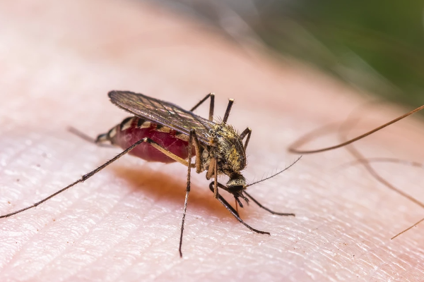 பிரித்தானியா சுகாதார அதிகாரிகள் விடுத்த எச்சரிக்கை! | British Health Officials Warned Dengue Zika Virus