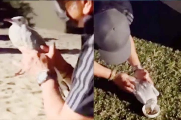 காயமடைந்த பறவைக்கு உணவளிக்கும் சச்சின்! வைரல் வீடியோ