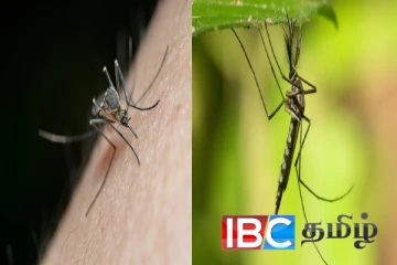 நுளம்பே இல்லை என்ற பெருமையை இழந்த நாடு