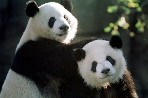 உறவில் விரிசலை சரி செய்ய பண்டா கரடிகளை வழங்கும் சீனா! | China Offers Panda Bears Rift Relationship Us