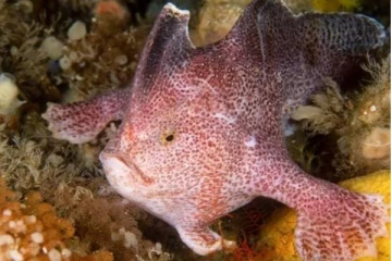 அவுஸ்திரேலியாவில் 22 ஆண்டுகளுக்கு பிறகு கண்டுபிடிக்கப்பட்ட விசித்திர மீன்! ஆராய்ச்சியாளர்கள் சொன்ன தகவல்