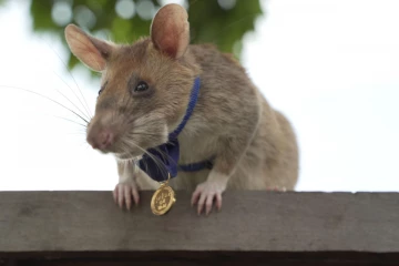 மனிதாபிமானப் பணிக்காக எலிக்குச் சிலை வைத்த நாடு