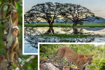 பொருத்தமான நாடுகளின் பட்டியலில் இணைக்கப்பட்டுள்ள இலங்கை