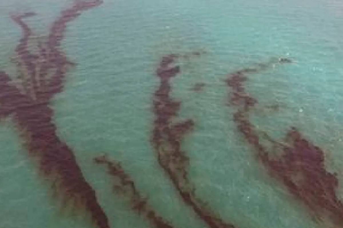 பாரசீக வளைகுடாவில் பெரும் எண்ணெய்க் கசிவு | Major Oil Spill In The Persian Gulf பாரசீக வளைகுடாவில் பெரும் எண்ணெய்க் கசிவு | Major Oil Spill In The Persian Gulf