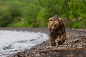 செங்கரடி என நினைத்து மனிதரை சுட்டுக்கொன்ற அரசியல்வாதி