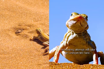 மண்ணோடு மண்ணாக மறைந்து வேட்டையாடும் பாம்பு! வைரல் காணொளி