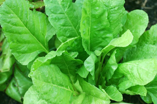 உங்க உடல் தொப்பையை குறைக்க இந்த 5 காய்கறிகளை சாப்பிடுங்க | Eat These 5 Vegetables To Reduce Your Body Belly
