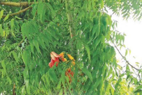 அடித்துக் கொல்லப்பட்ட பாம்பு: மரத்தின் கிளையில் ஆன்மாவாக காட்சியளிக்கும் வினோதம்? நம்பமுடியாத புகைப்படம் | Neem Tree Branch Green Snake