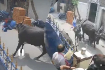 மாடு முட்டி தூக்கிவீசப்பட்ட சிறுமியின் தற்போதைய நிலை என்ன? மருத்துவர்கள் விளக்கம்