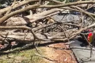 நடு வீதியில் முறிந்து விழுந்த பாரிய மரம் ; இருவர் படுகாயம்