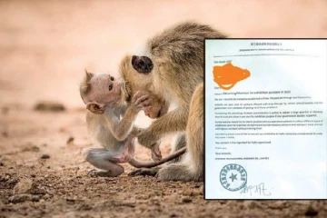 குரங்குகளை கொண்டு செல்ல அனுமதி கோரிய சீன நிறுவனம் - அம்பலமானது தகவல்
