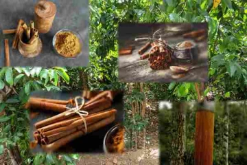 கறுவாவின் விலையில் ஏற்பட்ட பாரிய வீழ்ச்சி : கலக்கத்தில் செய்கையாளர்கள்!