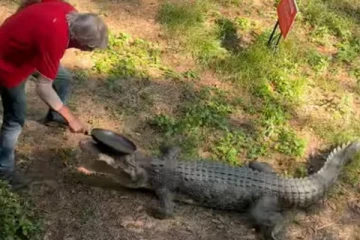 கடிக்க வந்த முதலையை  சமையல் பாத்திரத்தில் அடித்தே துரத்திய தயிரியமான தாத்தா....!