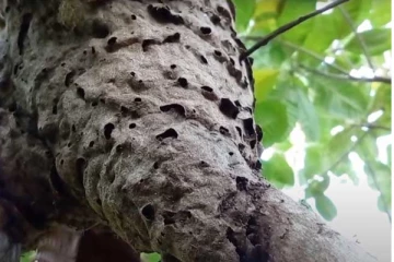 උග්‍ර විෂ සහිත සත්ව විශේෂයක් මෙරට ගම්මාන ආක්‍රමණය කරයි - වහාම දැනුවත්වන්න..!