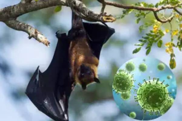 குணப்படுத்த முடியாத.. இந்தியாவில் தீவிரமடையும் வௌவால்களால் பரவும் கொடிய வைரஸ் | Deadly Bat Borne Virus Spreading