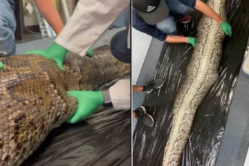 முதலையை விழுங்கி பரிதாபமாக உயிரை விட்ட பாம்பு: மனதையுருக்கும் வீடியோ பதிவு!