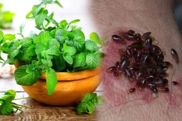 வீட்டில் மூட்டைப்பூச்சி தொல்லையா? அப்போ இந்த டிப்ஸ் உங்களுக்காக...