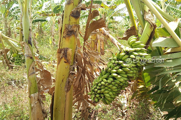 சீரற்ற காலநிலையினால் சேதமடைந்த வாழை பயிர்செய்கை (Photo) | Banana Crop Damaged By Inclement Weather