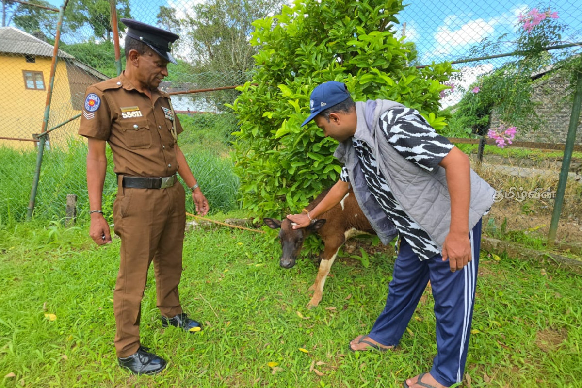 வெசாக் தினத்தில் சட்டவிரோதமாக ஏற்றி வரப்பட்ட மாட்டுடன் மூவர் கைது..! | Three Arrested With Illegally Imported Cattle வெசாக் தினத்தில் சட்டவிரோதமாக ஏற்றி வரப்பட்ட மாட்டுடன் மூவர் கைது..! | Three Arrested With Illegally Imported Cattle