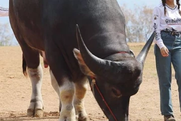 காலை 6 மணிக்கு எழுந்து 35 கிலோ உணவு சாப்பிடும்.., உலகின் மிக உயரமான நீர் எருமை எங்குள்ளது?