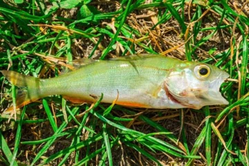 அழிவின் ஆரம்பம்.... திடீரென்று வானத்தில் இருந்து விழுந்த இறந்த மீன்கள்! காட்டுத் தீயாய் பரவும் புகைப்படம்