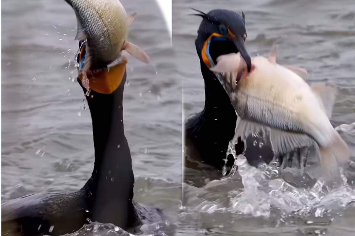 Viral Video: மீனை வேட்டையாடி அசால்டாக விழுங்கிய நீர்பறவை... புல்லரிக்க வைக்கும் காட்சி | Viral Video Cormorants Catch Swallow Big Fish