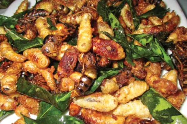பிரபல நாடொன்றில் பூச்சிகளை சாப்பிட அனுமதி? | Allowed Eat Insects Singapore Govt Consideration