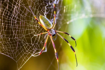 4 நாட்கள் சிகிச்சை.. சிறிய சிலந்தியால் பிரித்தானியா பெண்ணுக்கு ஏற்பட்ட பிரச்சனை! பகீர் கிளப்பும் சம்பவம்