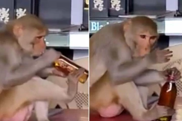 மதுக்கடைக்குள் புகுந்து குரங்கு செய்த அட்டகாசம்: அசத்தலான கொமடி காட்சி