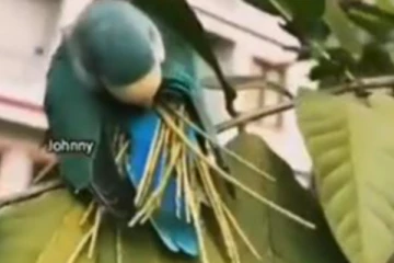 கிளி கூடு கட்டும் அரிய காட்சி... இயற்கை படைப்புகளில் இவ்வளவு ஆச்சரியங்களா?