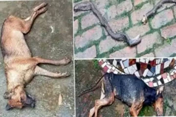 எஜமானாரை காப்பாற்ற இரண்டு நாய் செய்த தியாக செயல்.. கண்ணீரில் மூழ்கிய கிராம மக்கள்!