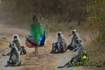 விலங்குகள் கணக்கெடுப்பு அறிக்கை இன்று வெளியீடு