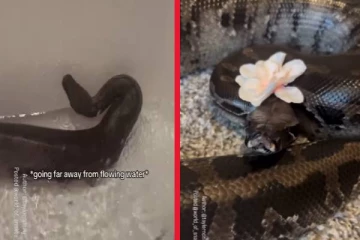 குட்டை வால் மலைப்பாம்பை குளிப்பாட்டி பூ வைத்துவிட்ட நபர்... வைரலாகும் காணொளி