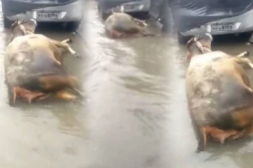 சென்னையில் மழைநீரில் மின்சாரம் தாக்கி பசு மாடு உயிரிழப்பு