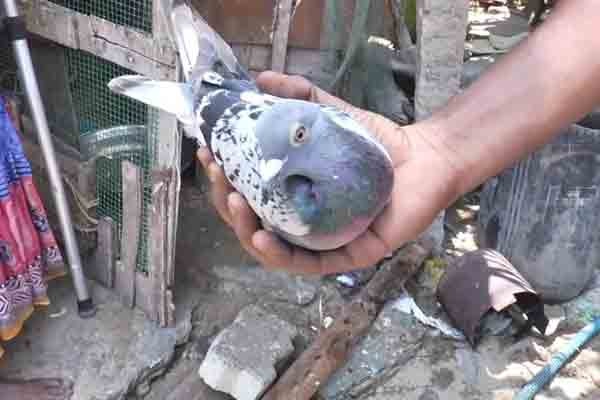 யாழ்ப்பாண புறா தனுஷ்கோடியில் தஞ்சம் - வெளிவந்த மேலதிக தகவல்கள் | Jaffna Pigeon Takes Refuge In Dhanushkodi