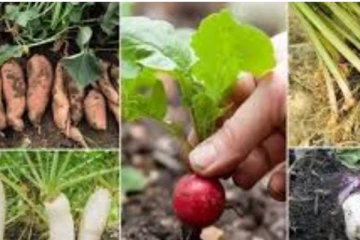 நிலத்தடியில் விளையும் காய்கறிகளில் இருக்கும் நன்மைகள் இவ்வளவா? இதுவரை தெரிந்திடாத பல உண்மை