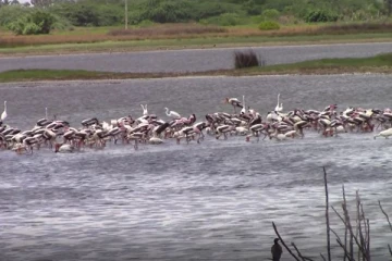 யாழில் பார்ப்போர் கண்களை கொள்ளை கொாள்ளும் வெளிநாட்டு பறவைகள் (Video)