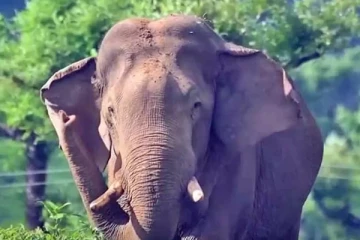 முல்லைத்தீவில் மின்சார வேலியில் சிக்குண்டு கொம்பன் யானை உயிரிழப்பு