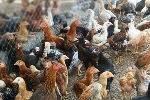 இலங்கையை உருக்குலைத்த டித்வா புயல்; 30 லட்சம் கோழிகள் உயிரிழப்பு | Cyclone Ditwah Sri Lanka 3 Million Chickens Died இலங்கையை உருக்குலைத்த டித்வா புயல்; 30 லட்சம் கோழிகள் உயிரிழப்பு | Cyclone Ditwah Sri Lanka 3 Million Chickens Died