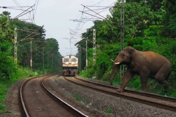 தொடருந்துடன் மோதி காட்டு யானை உயிரிழப்பு