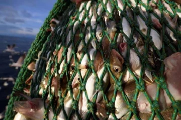 பிறக்கும் புத்தாண்டில் பல ஆயிரம் கோடிகளுக்கான மீன் பிடி வாய்ப்பை தக்கவைத்த பிரித்தானியா