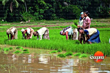 ගොවීන්ට විශේෂ උපදෙසක්