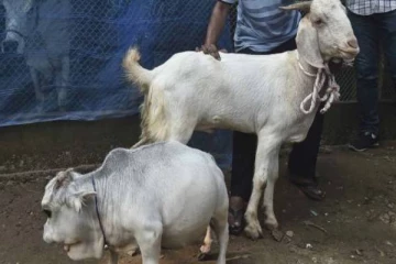 உலகிலேயே மிக குள்ளமான பசு.. காண திரண்டு வரும் மக்கள்; வைரல் புகைப்படம்!
